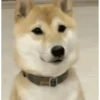 Animais engraçados 11