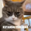 Dunia Kucinggg🐱 8