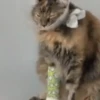Doguinhos e Gatinhos 9