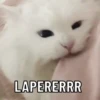 Kucing puasa 7