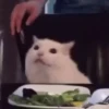 Memes de gatinho 8