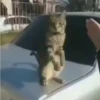 Funny meme 5