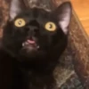 Doguinhos e Gatinhos 14
