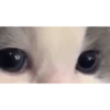 Cada vez mais gatinhos animados 7