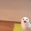 Memes Random Pt.2 6