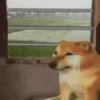 Animais engraçados 7