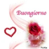 Buongiorno 5
