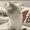 Trending memes XD 10
