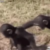 Monitos Graciosos 22