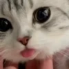 Kucing kucing 15