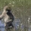 Monitos Graciosos 13