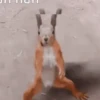Memes engraçados de animais 10