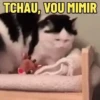REAÇÕES FELINAS 😺 15