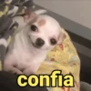 Reações fofinhas 🥰 13