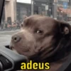 Você já tem essas 11
