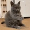 Gatinhos animados 6