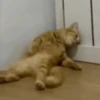 Kucing kucing 30