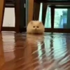 Kucing kucing 18