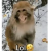 Viral memes 9