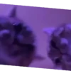 Kucing kucing 14