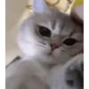 Gatinhos animados 15