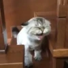 Animados para tu chat 4 16