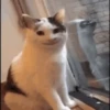 Animais engraçados 8