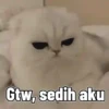 Ayang akooh 15