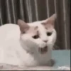Animais engraçados 10