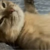 Kucing kucing 17