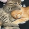 Kucing kucing 28