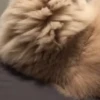 Kucing kucing 7