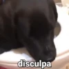 Doguinhos e Gatinhos 5