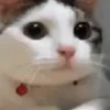 Reactions 6