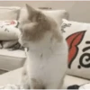 Animais engraçados 5