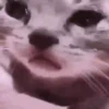 Gatitos Random 16