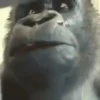 Funny Animals 7