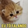 REAÇÕES FELINAS 😺 7
