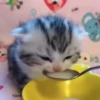 Kucing kucing 24