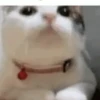 Funny Expression 7