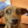 Misturar Animado 5