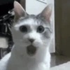 Memes de gatinho 10