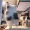 Kucing kucing 5