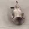 Memes de gatinho 13