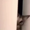 Misturar Animado 13