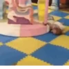 💃🏻Animaditos 12🕺🏻 5