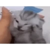 Cada vez mais gatinhos animados 13