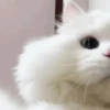 Ayang akooh 13