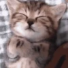 😻 Michis Pal Chat 😽 5
