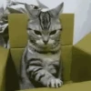 Gatitos Random 19